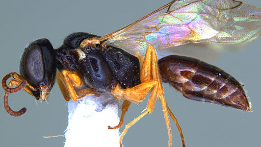 New plant pest hunting 'aphid wasp' species discovered in Kozhikode